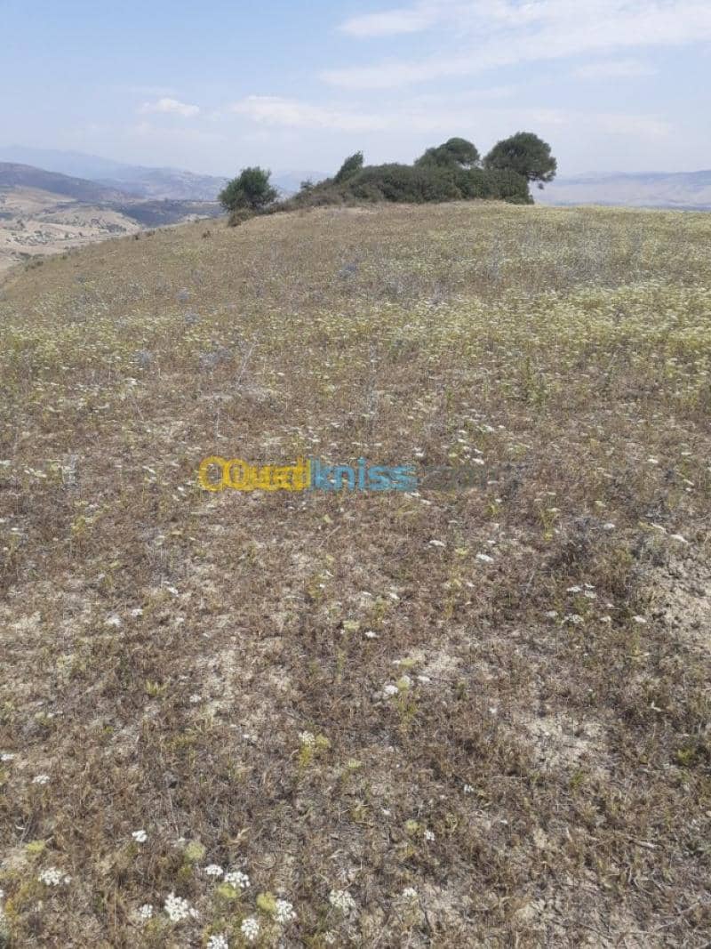 Vente Terrain Ain defla Hammam righa 2