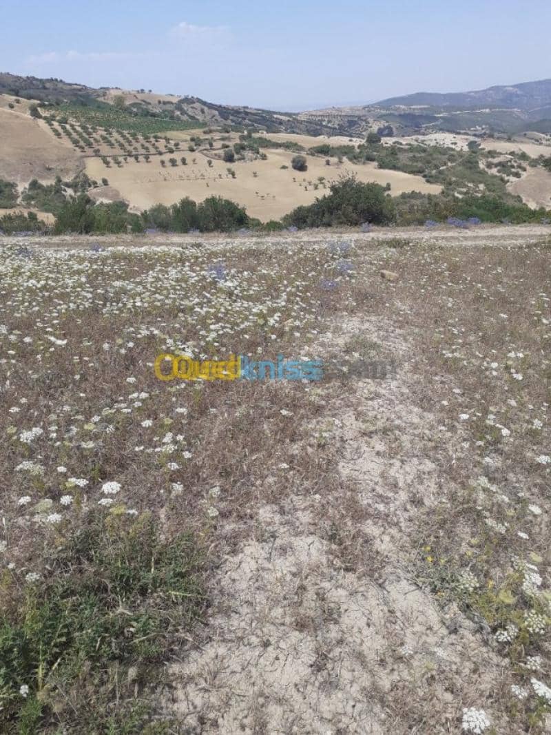 Vente Terrain Ain defla Hammam righa 3