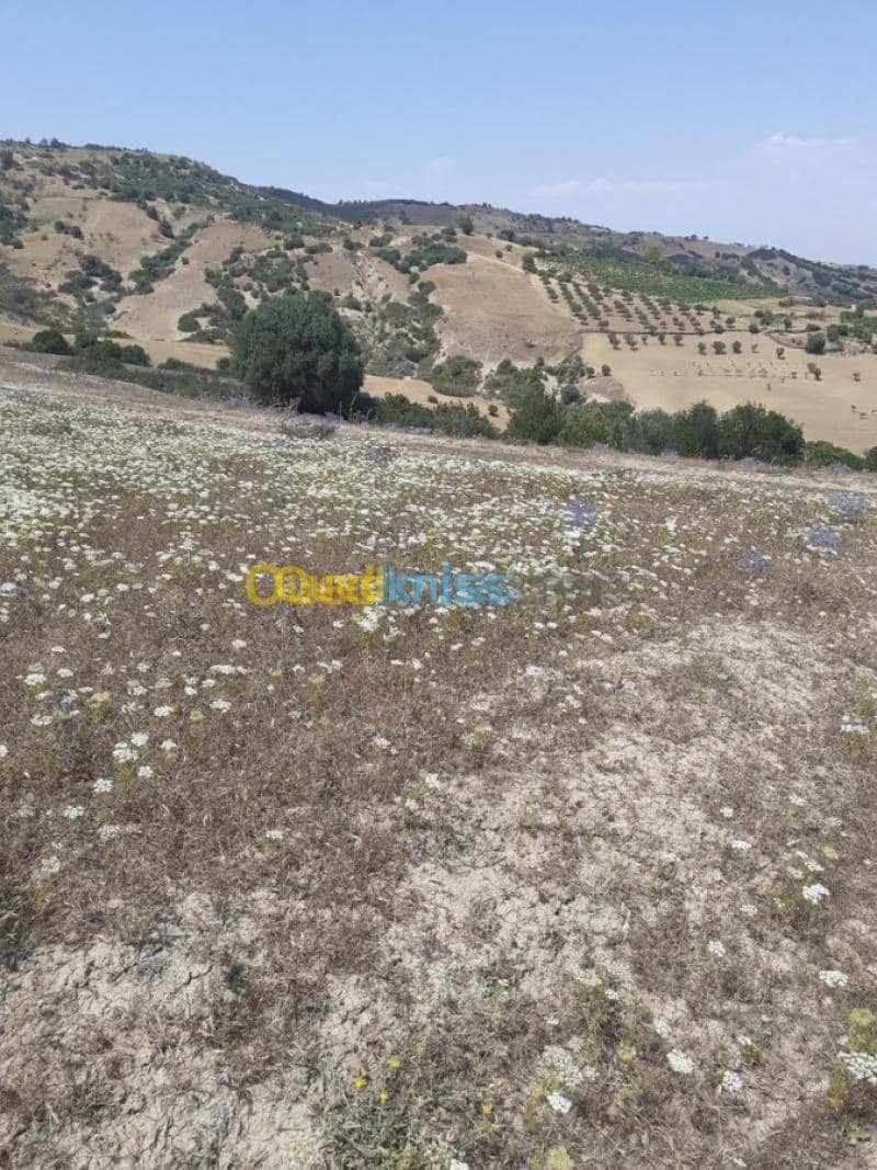 Vente Terrain Ain defla Hammam righa 4