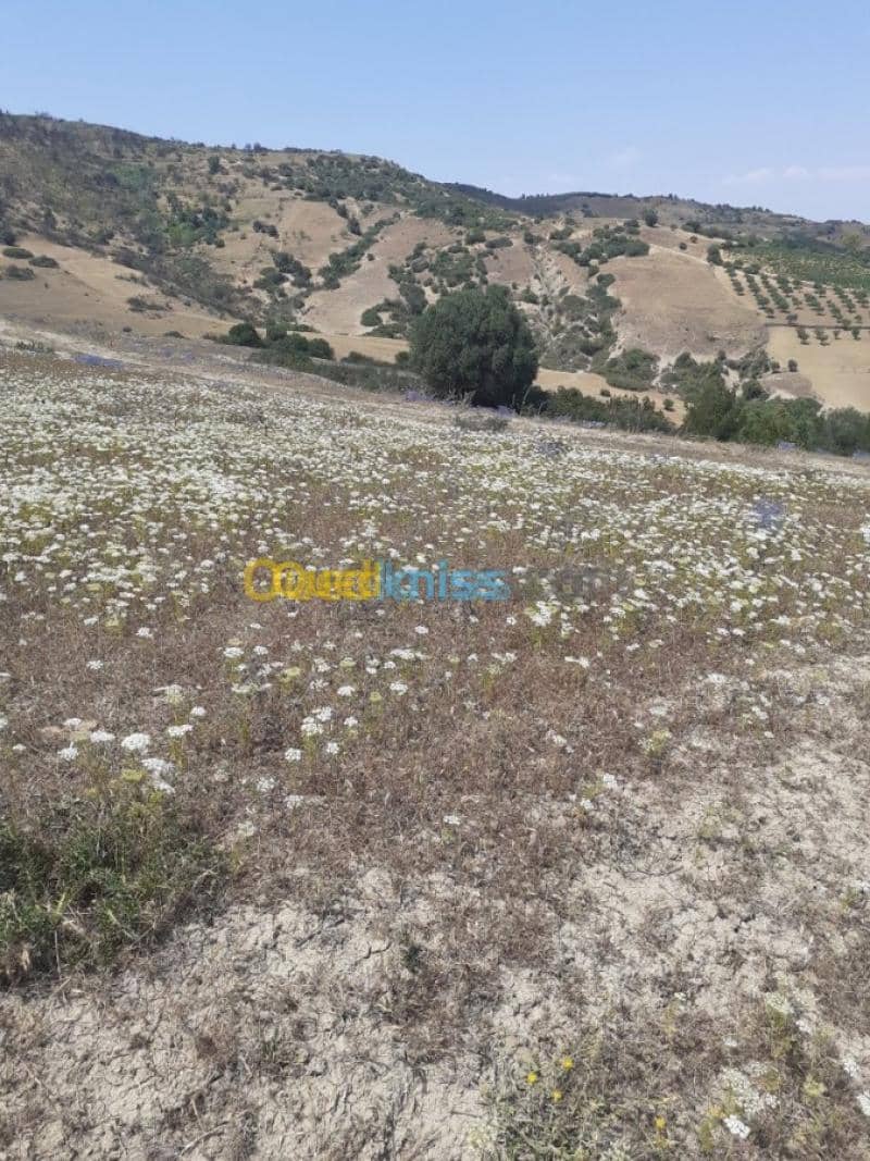 Vente Terrain Ain defla Hammam righa 5
