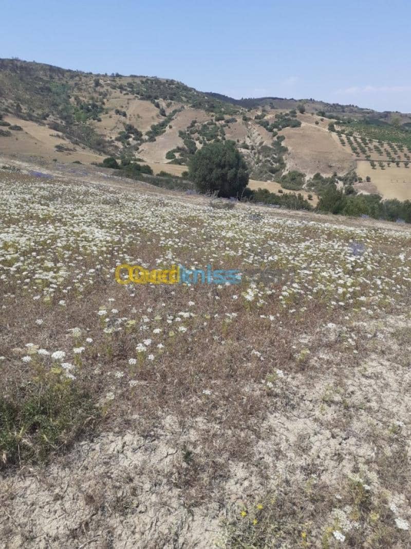 Vente Terrain Ain defla Hammam righa 6