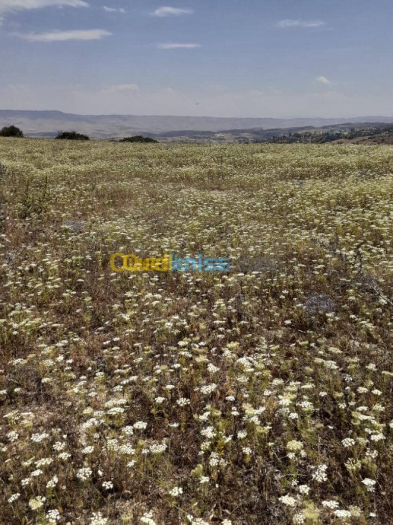 Vente Terrain Ain defla Hammam righa 7