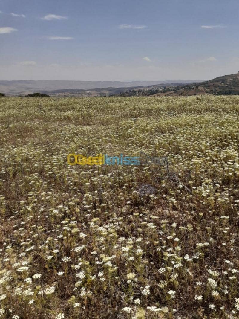 Vente Terrain Ain defla Hammam righa 8