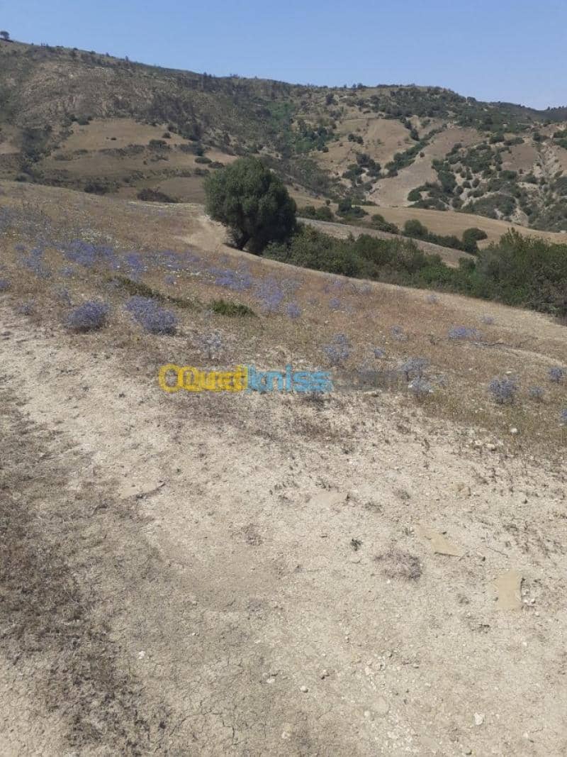 Vente Terrain Ain defla Hammam righa 9
