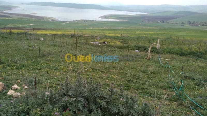 Vente Terrain Mila Sidi khelifa 3