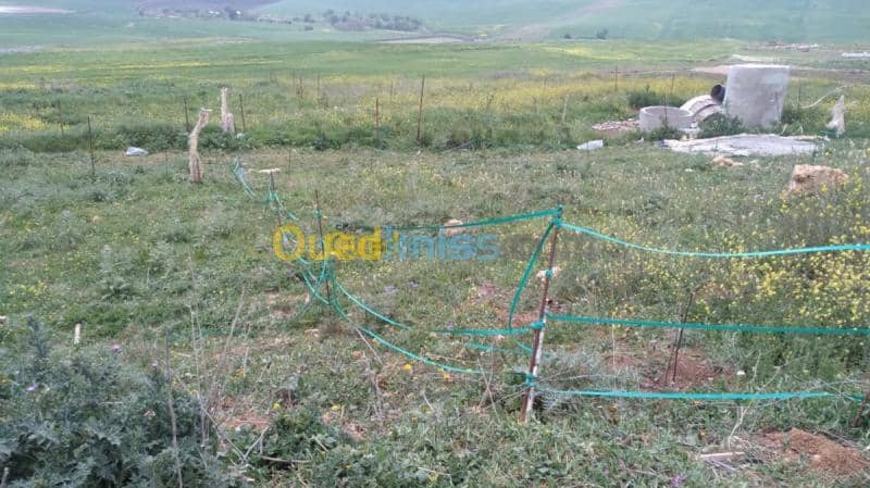 Vente Terrain Mila Sidi khelifa 4