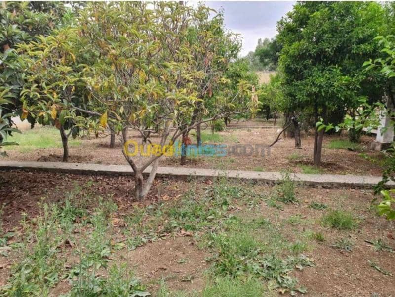 Location Duplex F3 Constantine Constantine 2