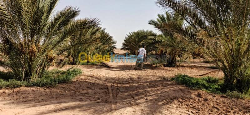 Vente Terrain Agricole El oued El mghair 10