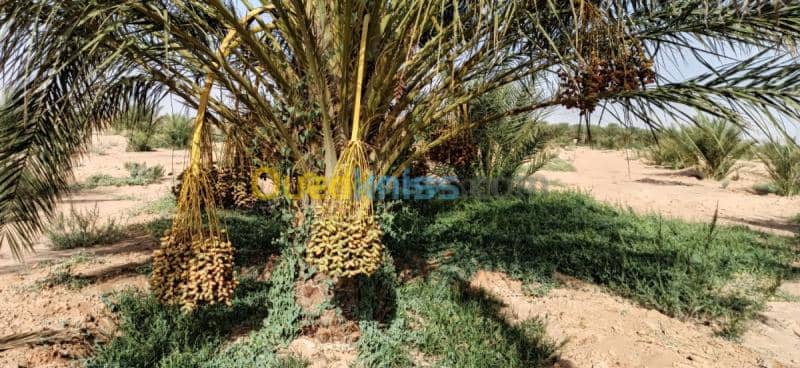 Vente Terrain Agricole El oued El mghair 11