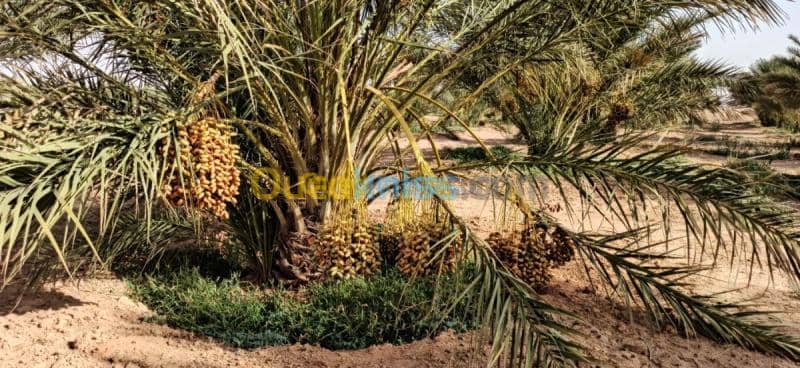 Vente Terrain Agricole El oued El mghair 12