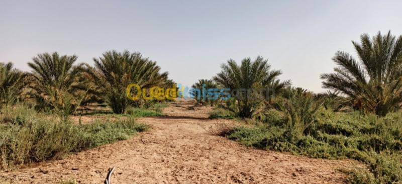 Vente Terrain Agricole El oued El mghair 13
