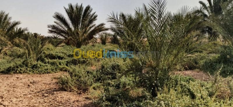 Vente Terrain Agricole El oued El mghair 14