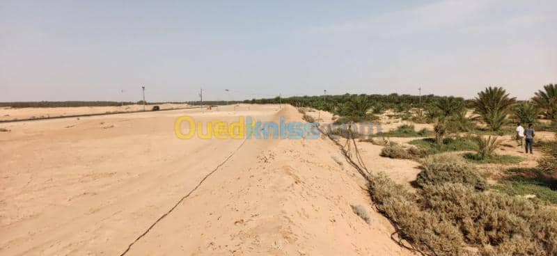 Vente Terrain Agricole El oued El mghair 15