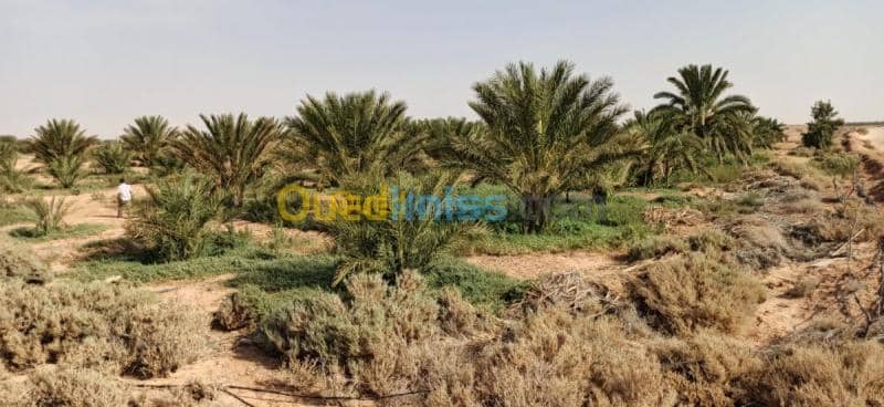 Vente Terrain Agricole El oued El mghair 16