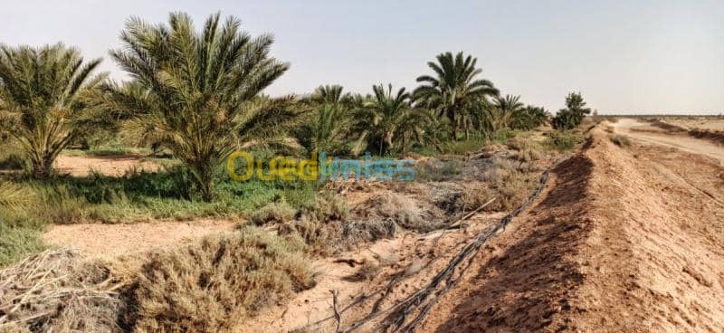 Vente Terrain Agricole El oued El mghair 17