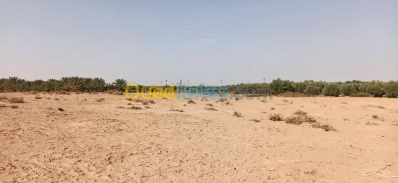 Vente Terrain Agricole El oued El mghair 18