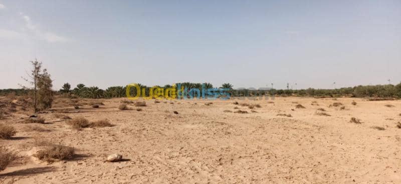 Vente Terrain Agricole El oued El mghair 19
