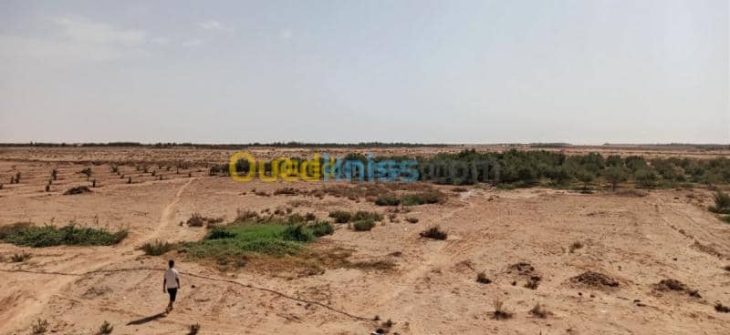 Vente Terrain Agricole El oued El mghair 2