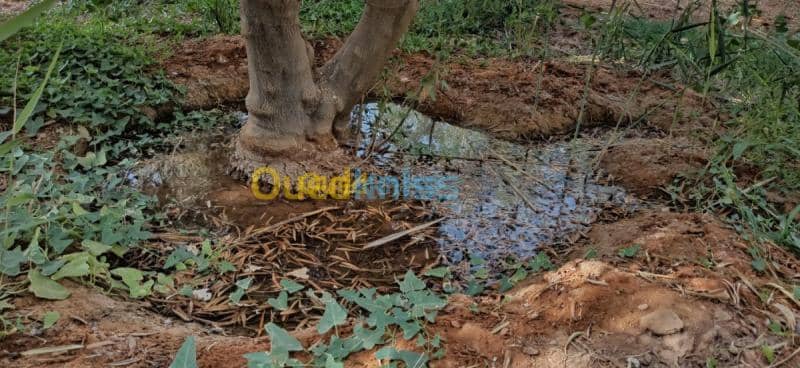 Vente Terrain Agricole El oued El mghair 3