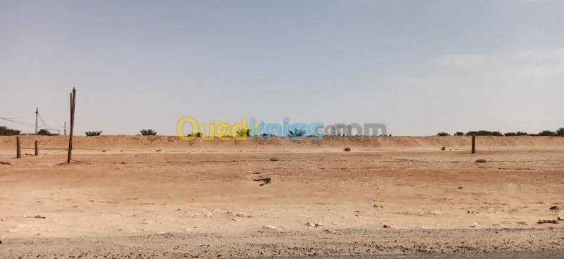 Vente Terrain Agricole El oued El mghair 4