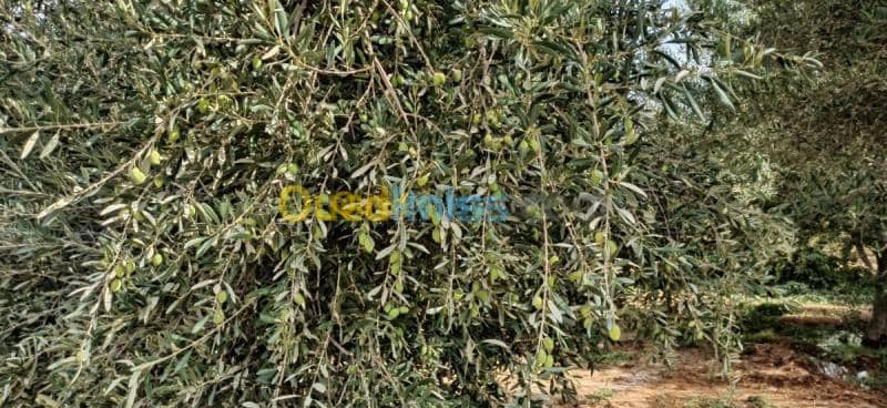 Vente Terrain Agricole El oued El mghair 6