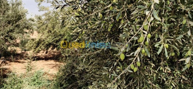 Vente Terrain Agricole El oued El mghair 7