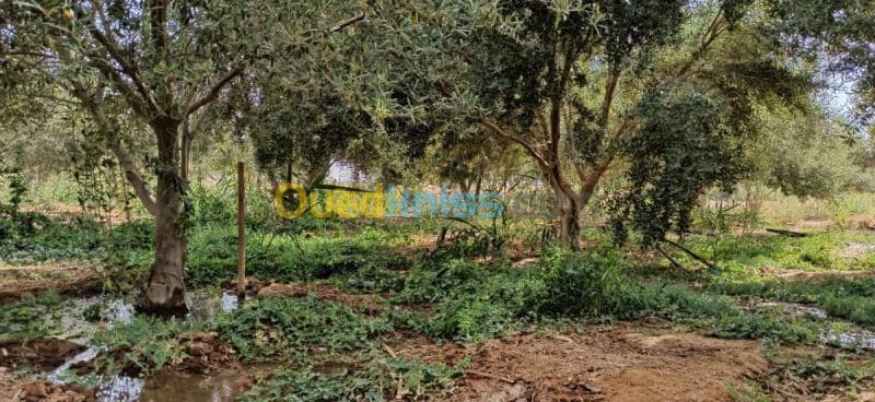Vente Terrain Agricole El oued El mghair 8