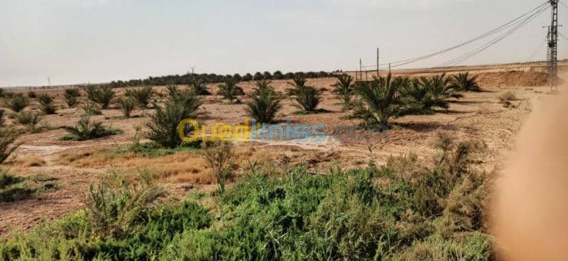 Vente Terrain Agricole El oued El mghair 9