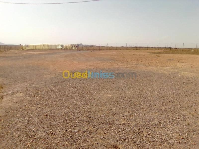 Vente Terrain Setif Guidjel