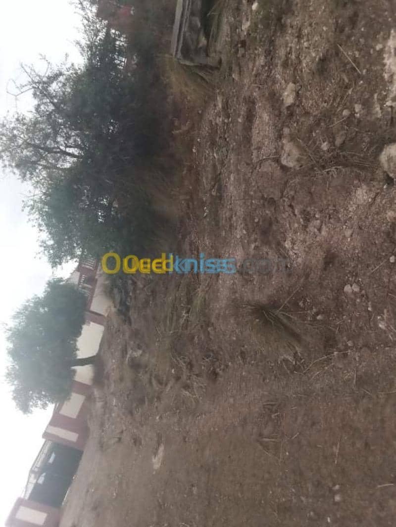 Vente Terrain Guelma Guelma 10