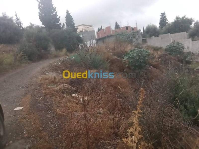 Vente Terrain Guelma Guelma 3