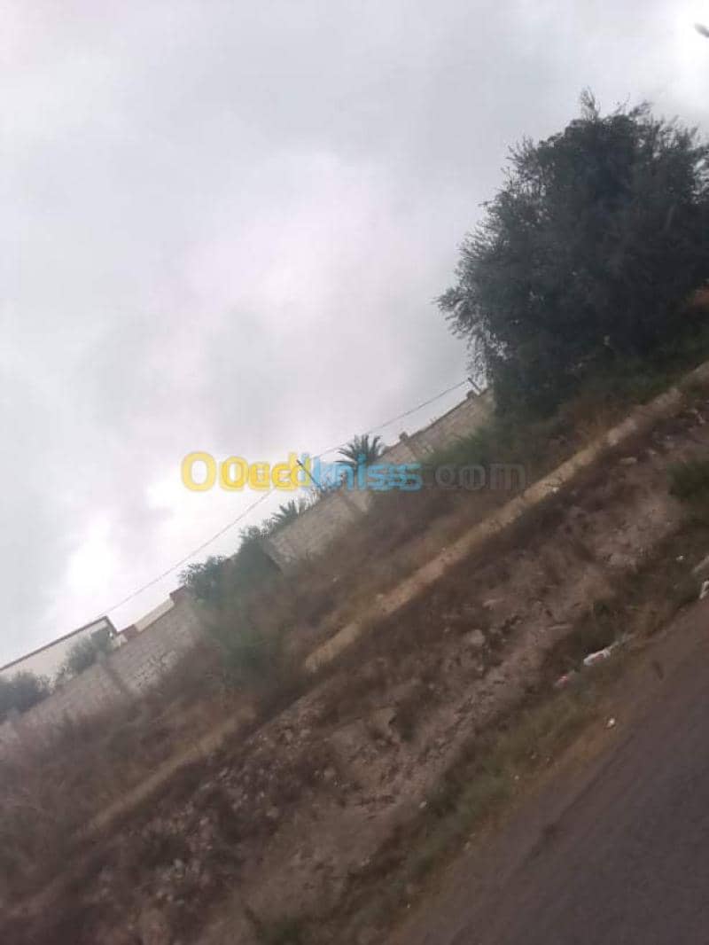 Vente Terrain Guelma Guelma 9
