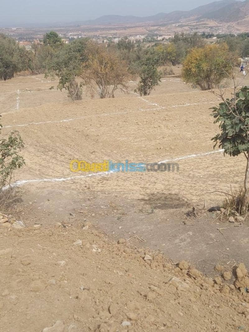 Vente Terrain Tlemcen Tlemcen 3