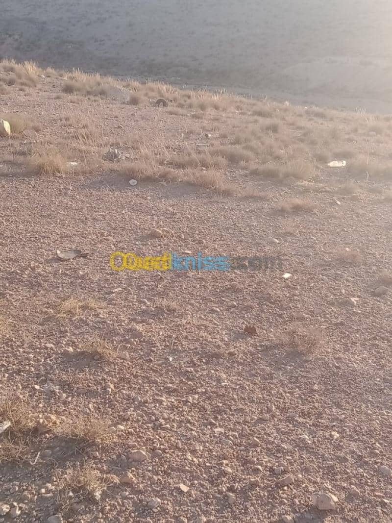 Vente Terrain Khenchela Cherchar 3