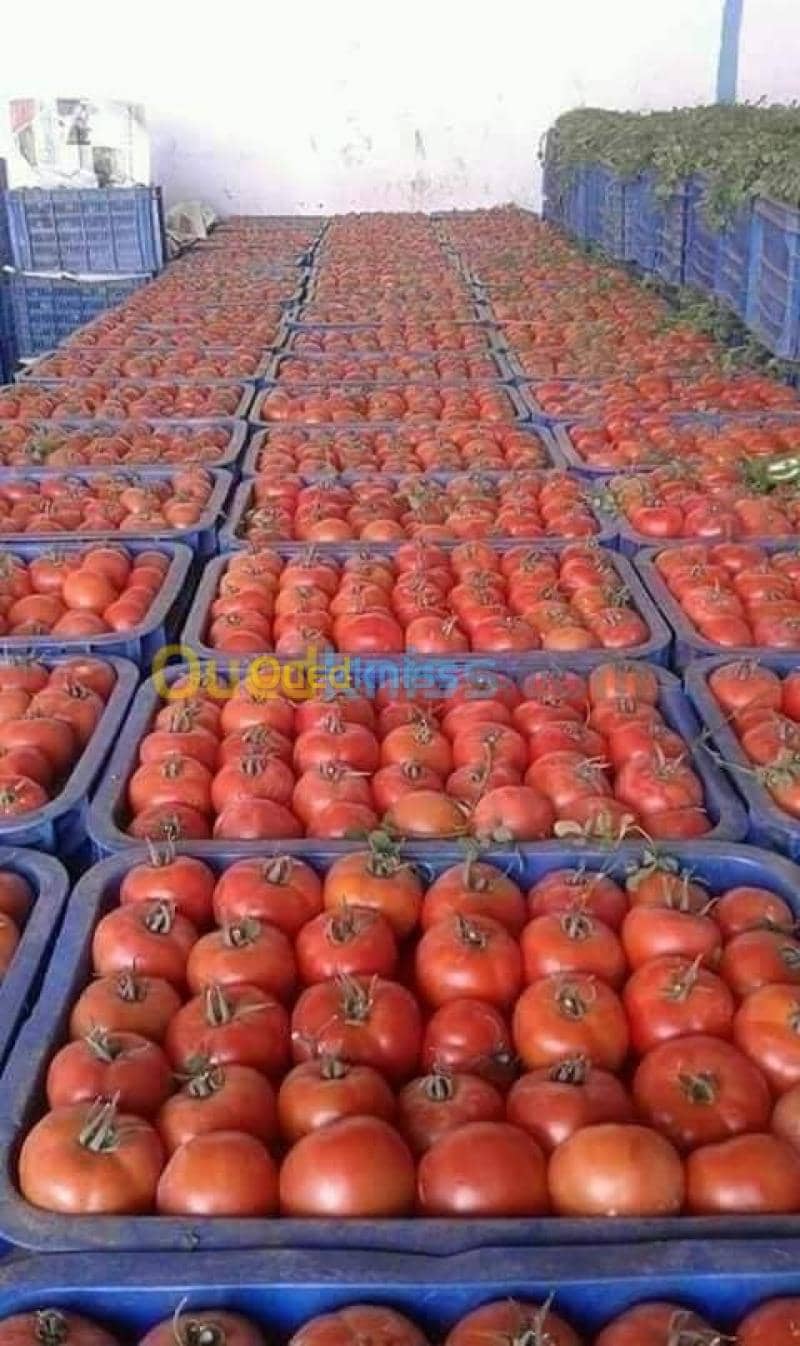 Location Local El oued El oued 6