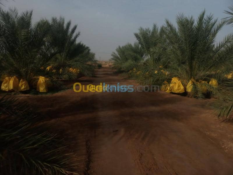 Vente Terrain Biskra Doucen 3