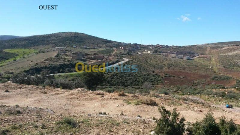 Vente Terrain Tlemcen Mansourah 5