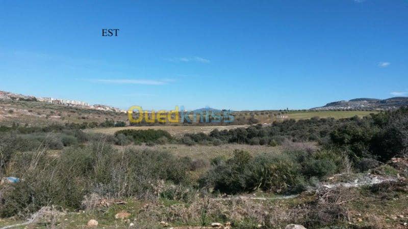 Vente Terrain Tlemcen Mansourah 6