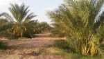 جنان نخيل 7