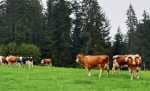 Vendre terrain agricole vu sur mer 5