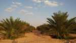 جنان نخيل 5