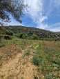 Vente terrain tlemcen boujmil mansoura