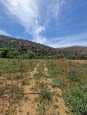 Vente terrain tlemcen boujmil mansoura 2
