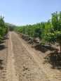 Vendre terrain agricole vu sur mer 6