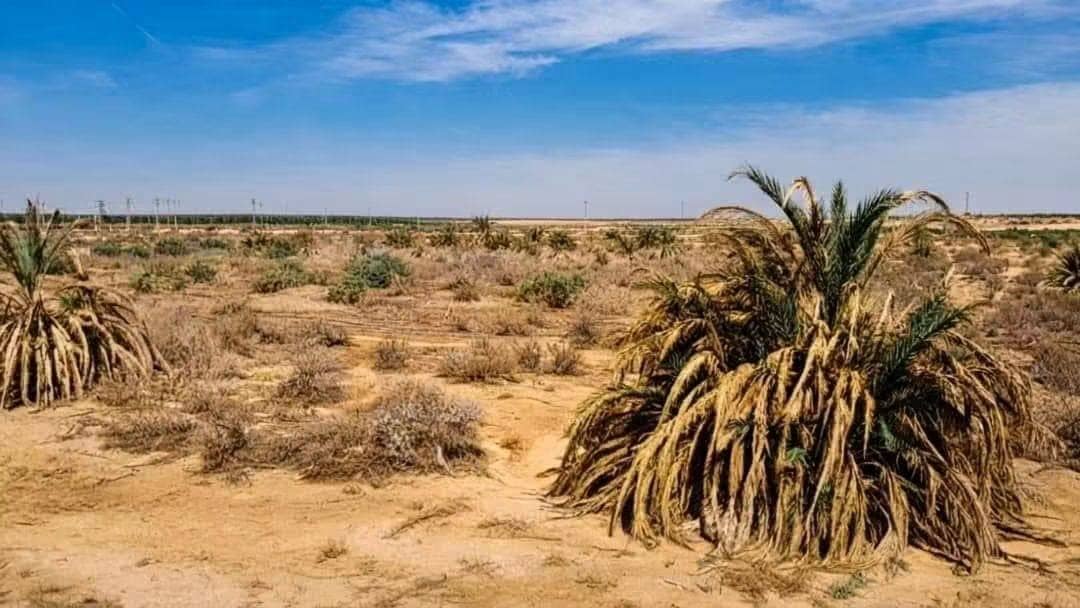 📣 excellent terrain agricole à vendre à el m'ghair (province de touggourt) 2