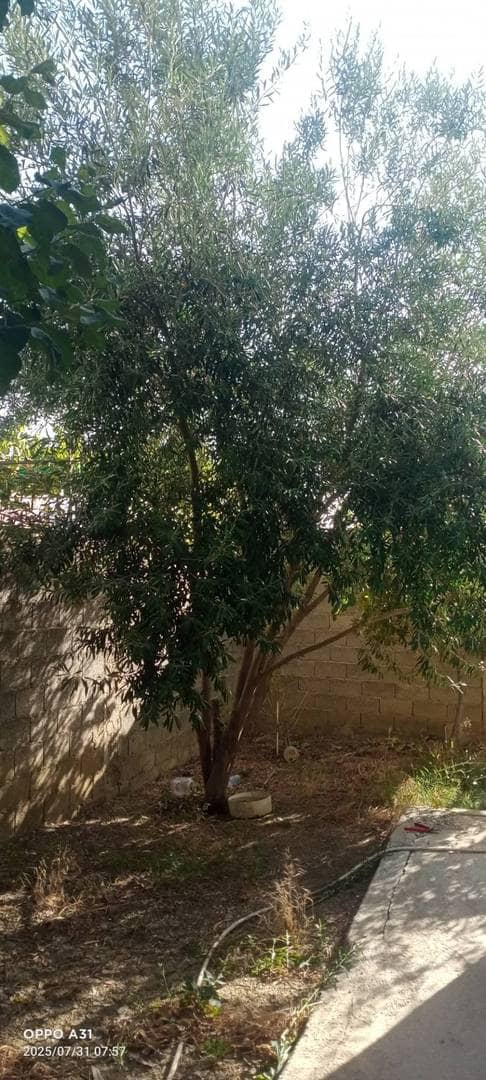 للبيع مسكن فردي ط+1+ سطح في طور الإنجاز 5