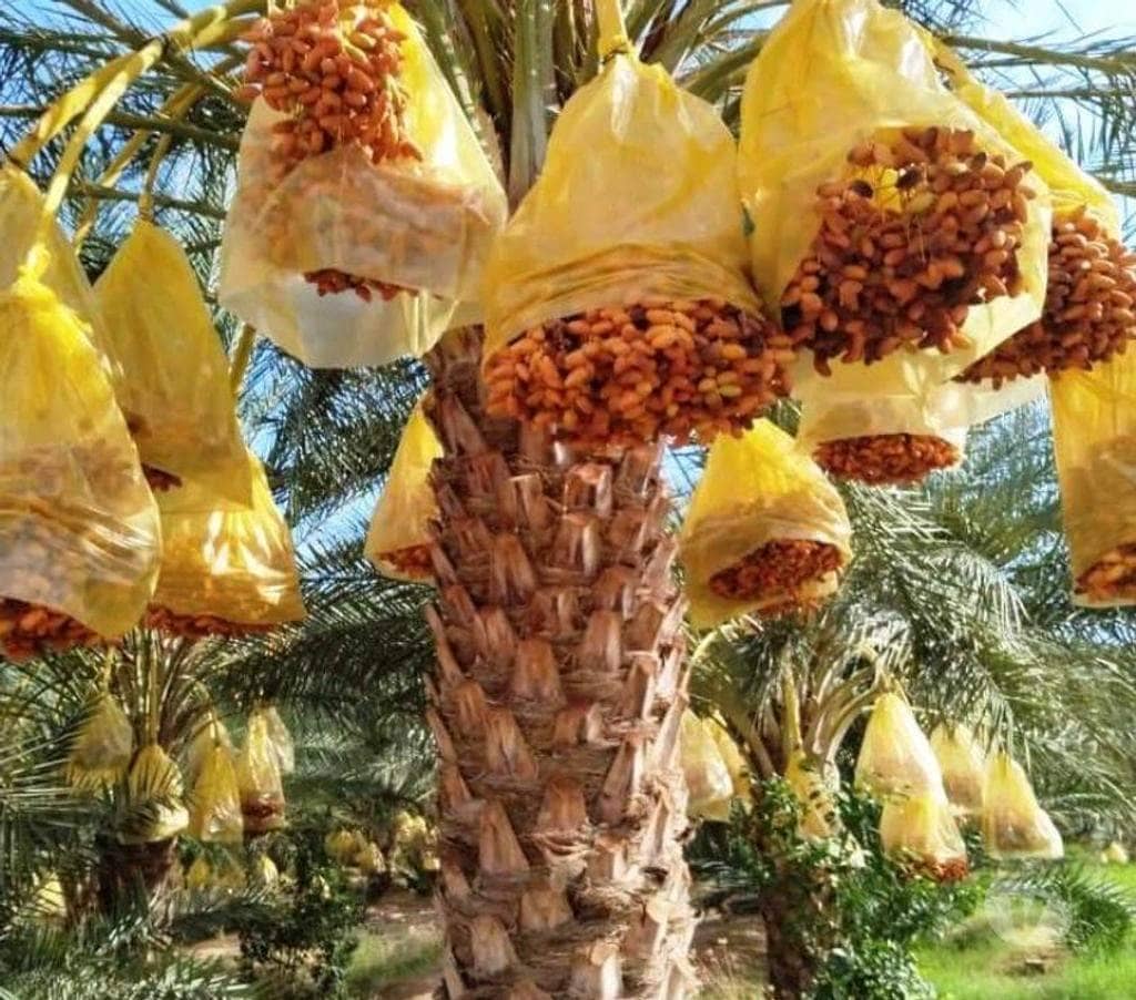 Grande plantation de 420 palmiers dattiers 5