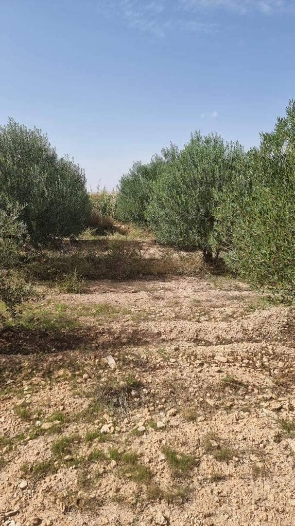 Vente ferme djelfa 5
