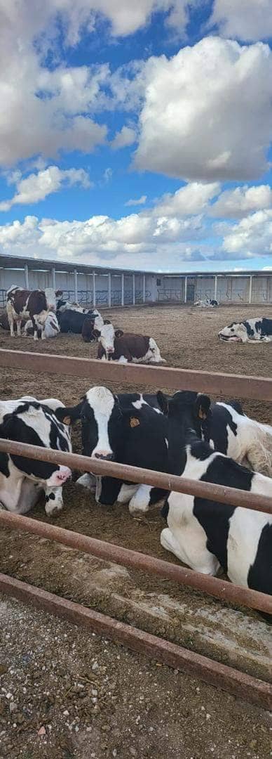 Vente ferme djelfa 6