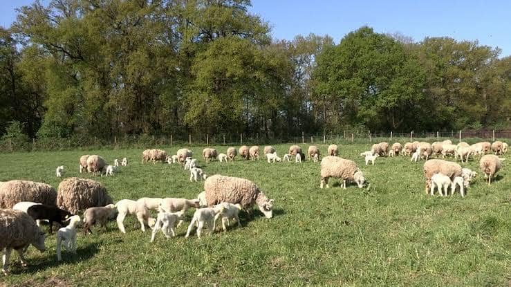 Vente Ferme Agricole ( Terrain Agricole ) 9